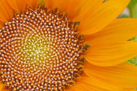Close-up photo of a sunflower